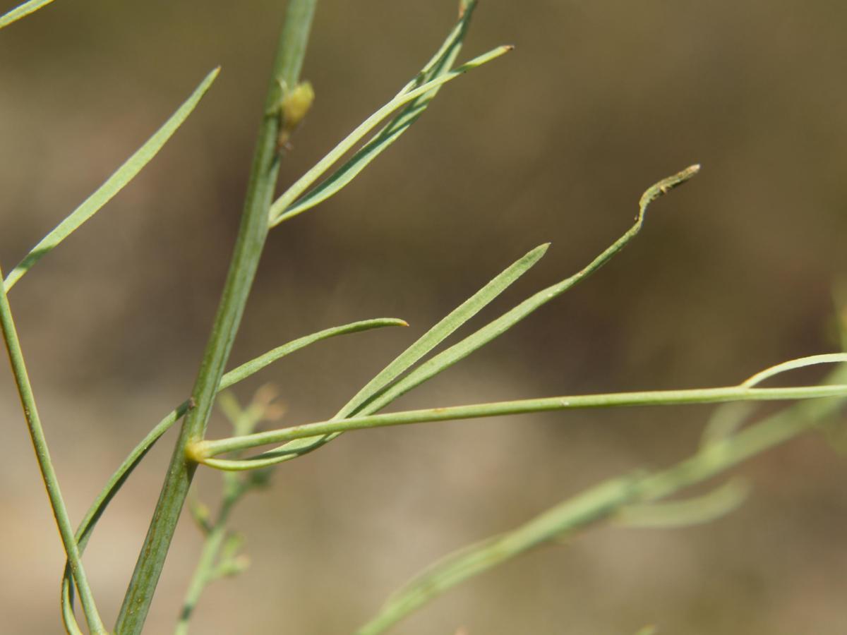 Bastard Toadflax, Branched leaf